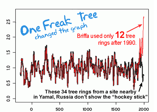 GRAPH: Briffa's reconstruction was affected by one freak tree.
