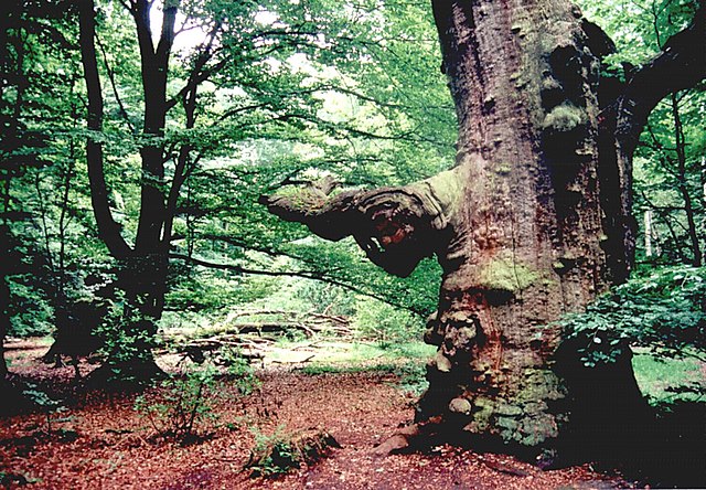 Old oak in the ancient forest of Sababurg, Hesse, Germany
