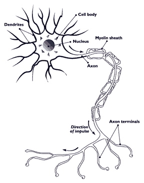 Nerve cell, graphic. 
