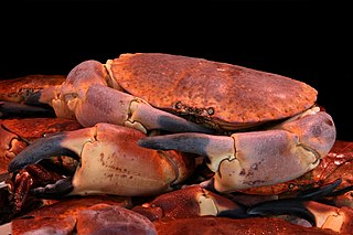 Crabe dormeur (Cancer pagurus) communément appelé tourteau par les gastronomes. Jean-Pol 
