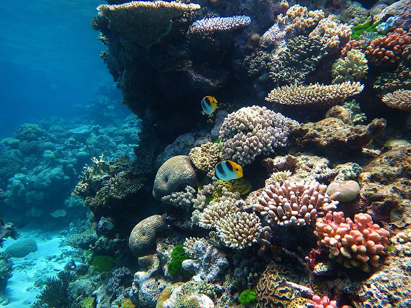 Corals, Fish, at Flynn Reef, Great Barrier Reef, Photo.
