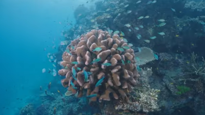 Coral, John Brewer Reef.