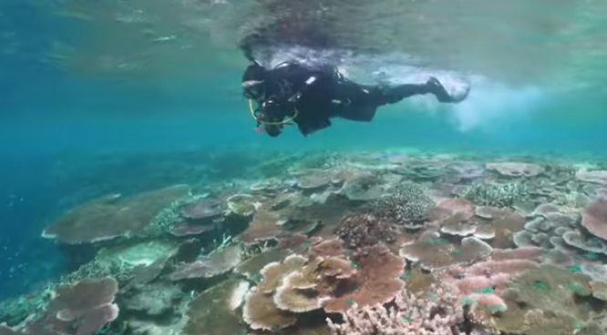 Coral, John Brewer Reef.