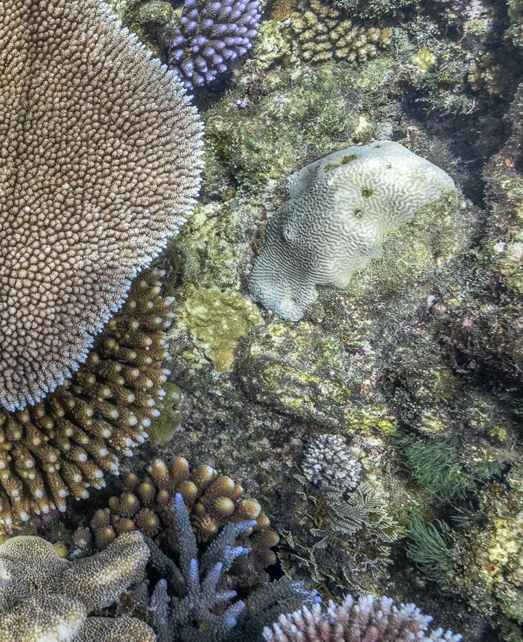 Pixie Reef coral photos, Jennifer Marohasy, 2021