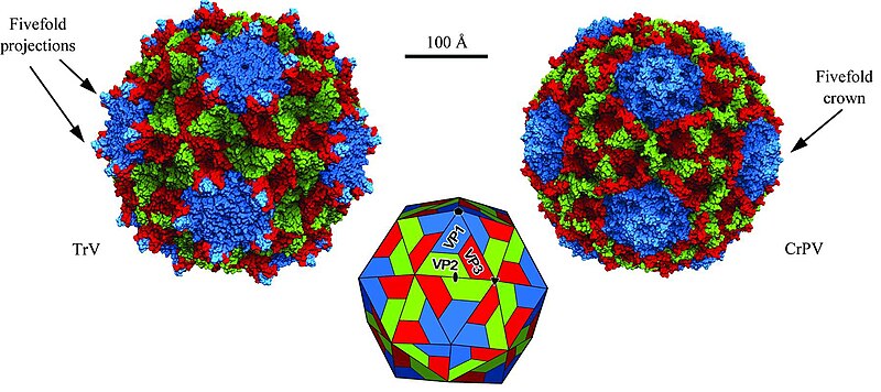 Molecular surfaces of Triatoma virus (TrV)