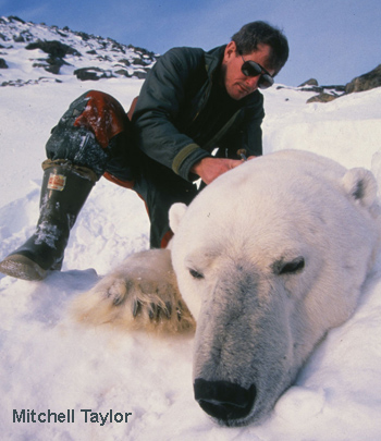 Mitchell Taylor working on an anesthetized bear.