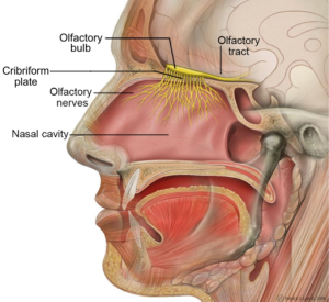 Head anatomy with olfactory nerve, including labels for the nasal cavity, olfactory nerves,