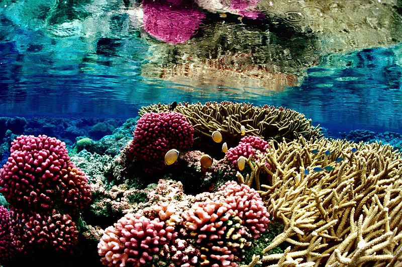 Coral reef at palmyra atoll