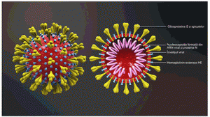 Coronavirus