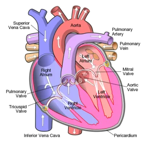 Diagram of the human heart,