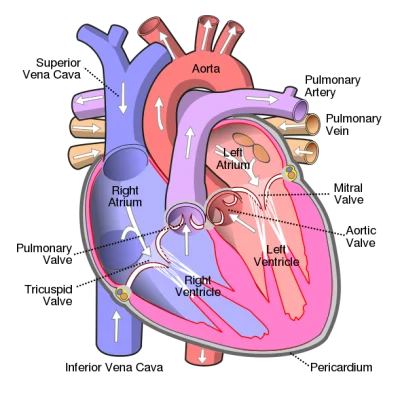 https://joannenova.com.au/wp-content/Diagram_of_the_human_heart_cropped.svg_-400x393.webp
