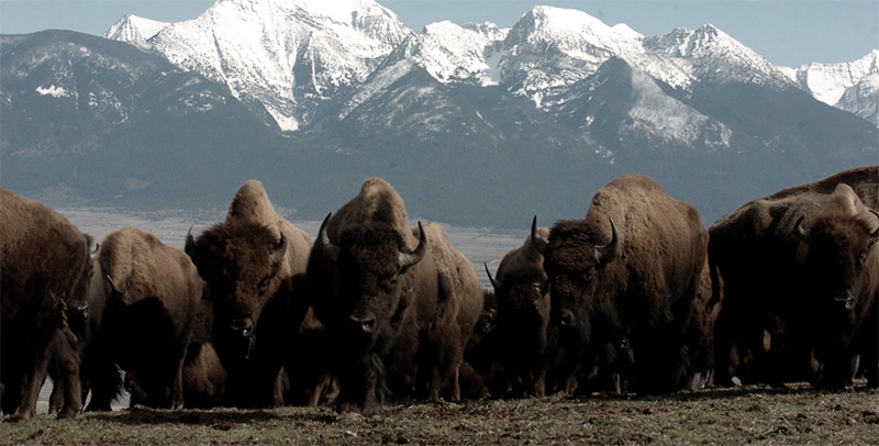 Herd of Bison (making lots of methane)