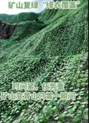China, fake greenery, camo-net.