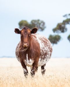 Cow, field, Australia
