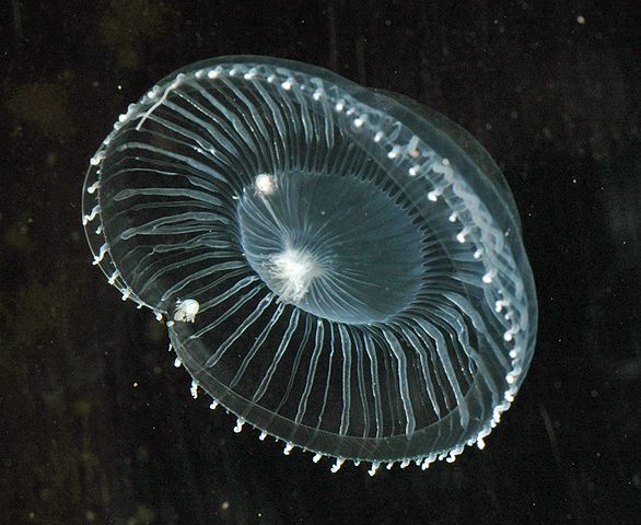 Aequorea victoria, Bioluminescent crystal jellyfish.