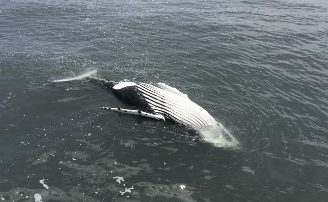 Floating humpback whale offshore of Delaware. Photo: Marine Education, Research & Rehabilitation Institute.