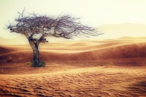 desert,tree, sand, drought, dry, doom, death. dystopian.
