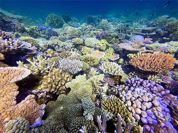 Great Barrier Reef, Corals.