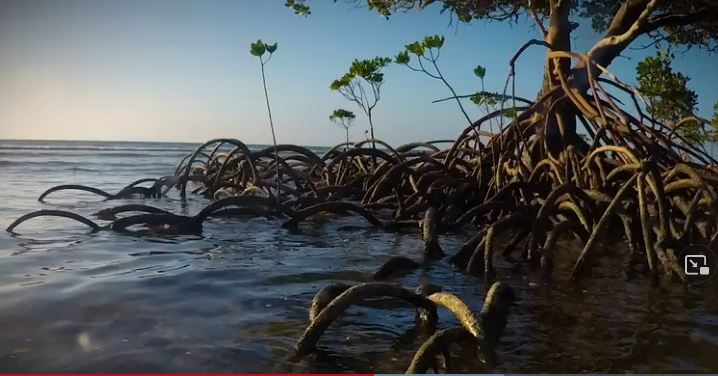 Mangroves encroaching on reef sand.