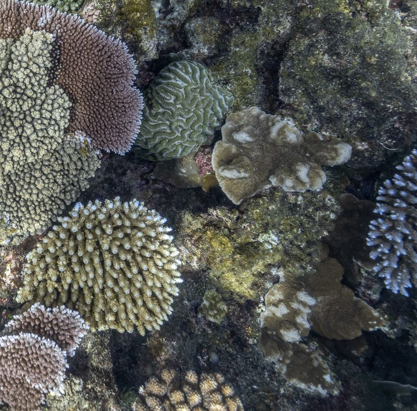 Coral Reef Photo. Great Barrier Reef. Jennifer Marohasy.