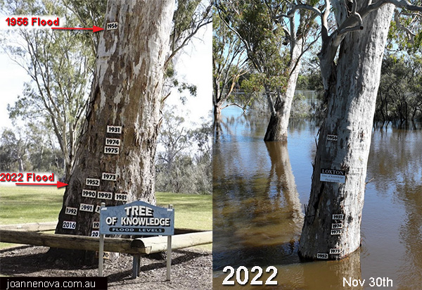 Tree of Knowledge, Loxton, SA, Australian floods. 2022