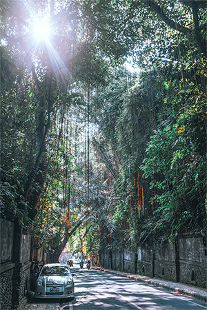 Trees, jungle, in city, urban heat. Maria Orlova